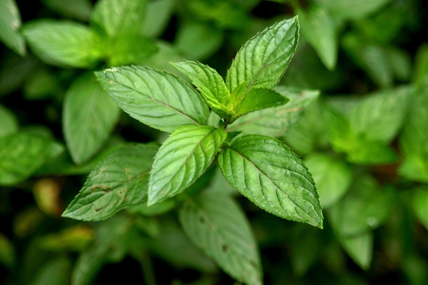 menta piperita