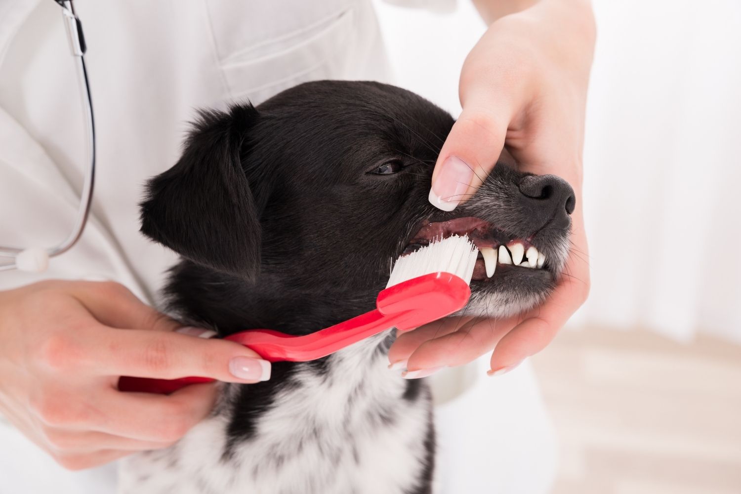 Spazzolamento dei denti