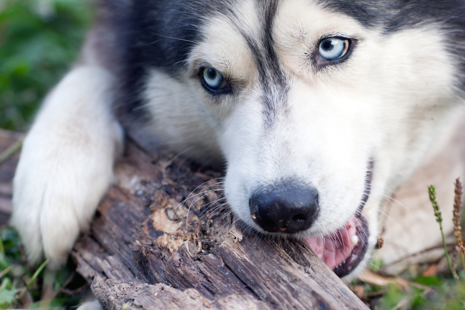 Il cane mastica il legno